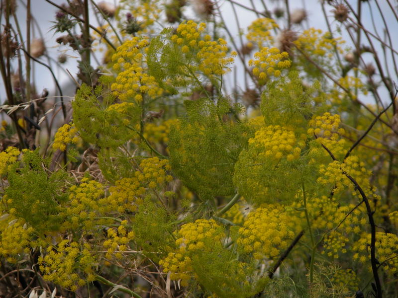 Ferula communis